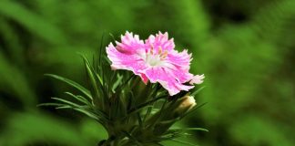 Diese spanische Pflanze hilft gegen Stress und Schmerzen Heilkkräfte der Nelke