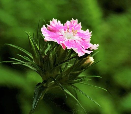 Heilkkräfte der Nelke