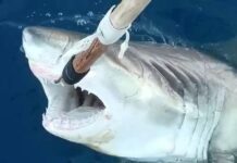 Weißer Hai im Mittelmeer