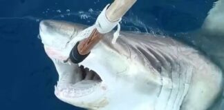 Ozeanografisches Institut bestätigt Weißen Hai im spanischen Mittelmeer Weißer Hai im Mittelmeer