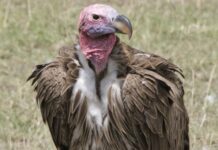 Erstmals in Spanien: Ohrengeier im Naturpark El Torcal gesichtet Ohrengeier in Spanien: Ein seltener Fund in Málaga