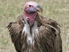 Erstmals in Spanien: Ohrengeier im Naturpark El Torcal gesichtet Ohrengeier in Spanien: Ein seltener Fund in Málaga