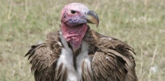 Ohrengeier in Spanien: Ein seltener Fund in Málaga