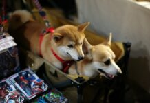 Haustiere im Flugzeug nach Spanien mitnehmen