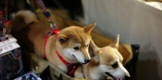 Haustiere im Flugzeug nach Spanien mitnehmen