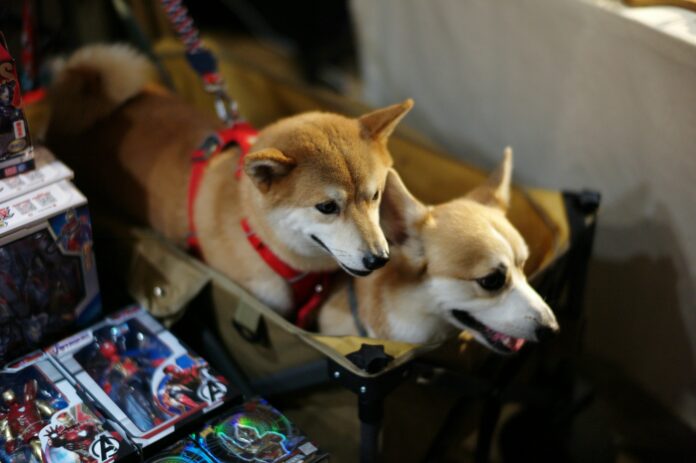 Haustiere im Flugzeug nach Spanien mitnehmen