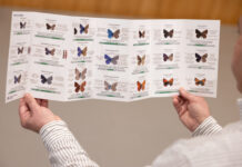 Provinzregierung Málaga veröffentlicht Führer zur Bestimmung der 60 häufigsten Schmetterlingsarten Schmetterlingsführer Málaga