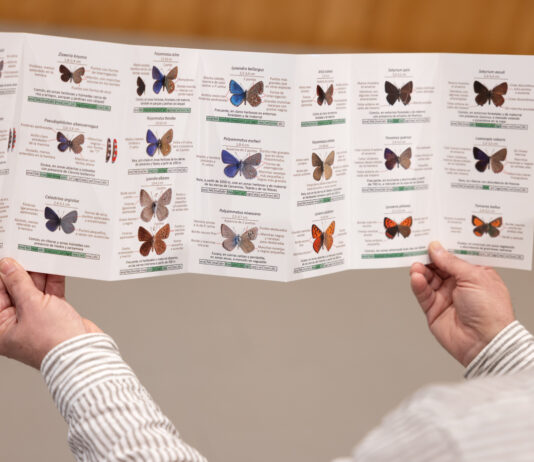 Provinzregierung Málaga veröffentlicht Führer zur Bestimmung der 60 häufigsten Schmetterlingsarten Schmetterlingsführer Málaga