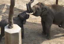 Hope Bogor Elefanten in Estepona