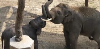 Hope Bogor Elefanten in Estepona