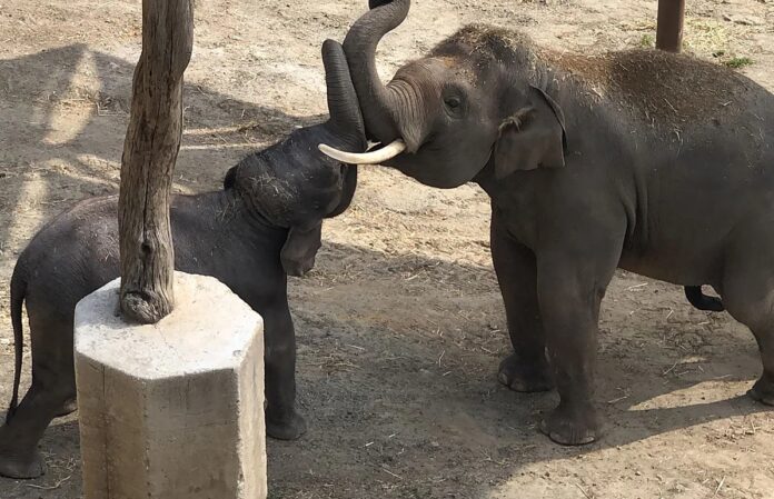 Hope Bogor Elefanten in Estepona