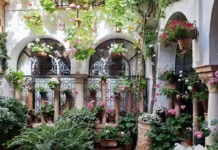 Patio Festival Córdoba: Die schönsten Innenhöfe entdecken