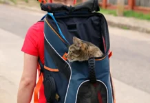 Auswandern nach Spanien mit Tieren – Tipps und Tricks für den Umzug Auswandern nach Spanien mit Tieren: Wichtige Tipps