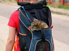 Auswandern nach Spanien mit Tieren: Wichtige Tipps