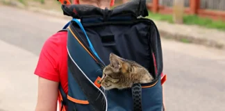 Auswandern nach Spanien mit Tieren: Wichtige Tipps