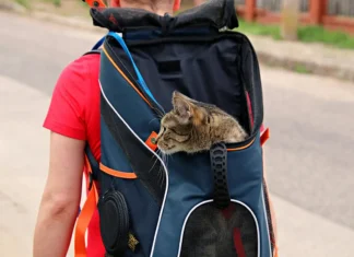 Auswandern nach Spanien mit Tieren: Wichtige Tipps