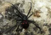 Gefährliche Spinnen in Spanien – Mythos und Realität Gefährliche Spinnen in Spanien: Mythos oder Gefahr?