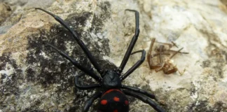 Gefährliche Spinnen in Spanien: Mythos oder Gefahr?