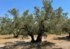 Olivenanbau in Spanien: Tipps für Fincabesitzer