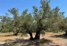 Olivenanbau in Spanien: Tipps für Fincabesitzer