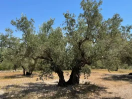 Olivenanbau in Spanien: Tipps für Fincabesitzer