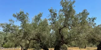 Olivenanbau in Spanien: Tipps für Fincabesitzer