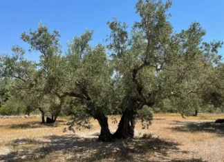 Olivenanbau in Spanien: Tipps für Fincabesitzer