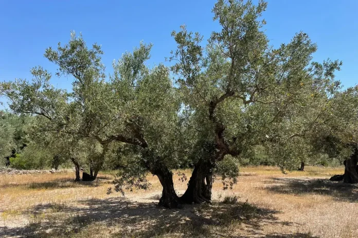 Olivenanbau in Spanien: Tipps für Fincabesitzer