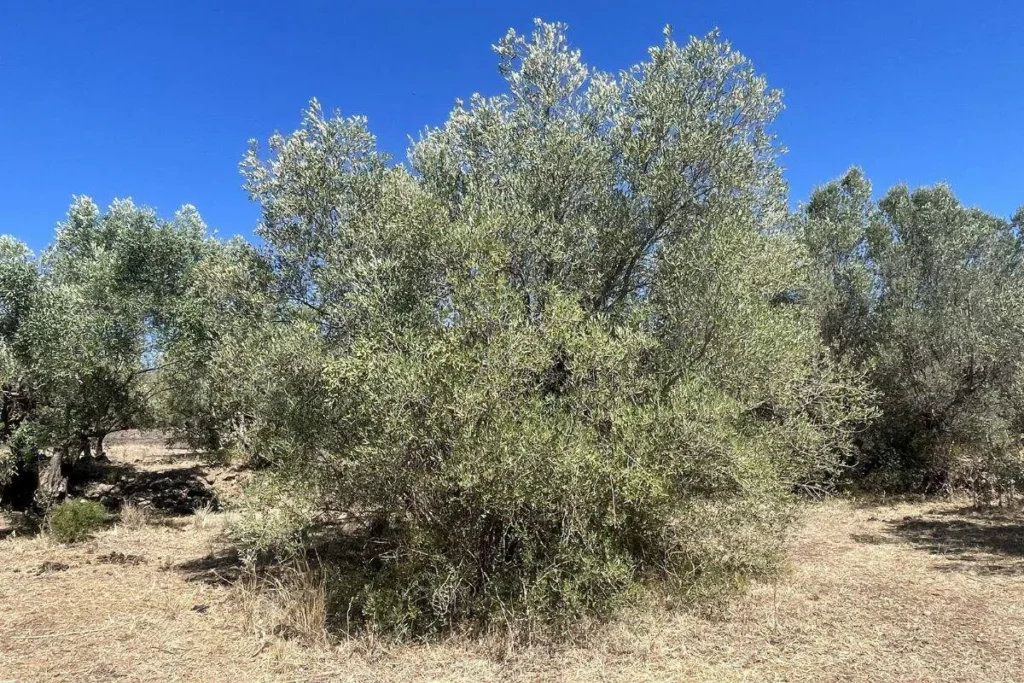 Olivenanbau in Spanien: Tipps für Fincabesitzer