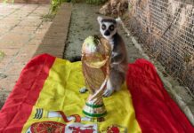 Orakel Spanien Weltmeister 2026