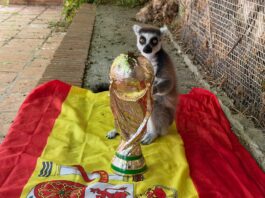 Orakel Spanien Weltmeister 2026