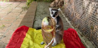 Orakel Spanien Weltmeister 2026