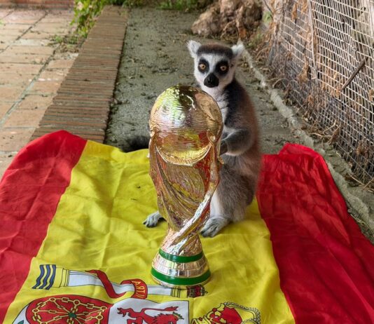 Orakel Spanien Weltmeister 2026