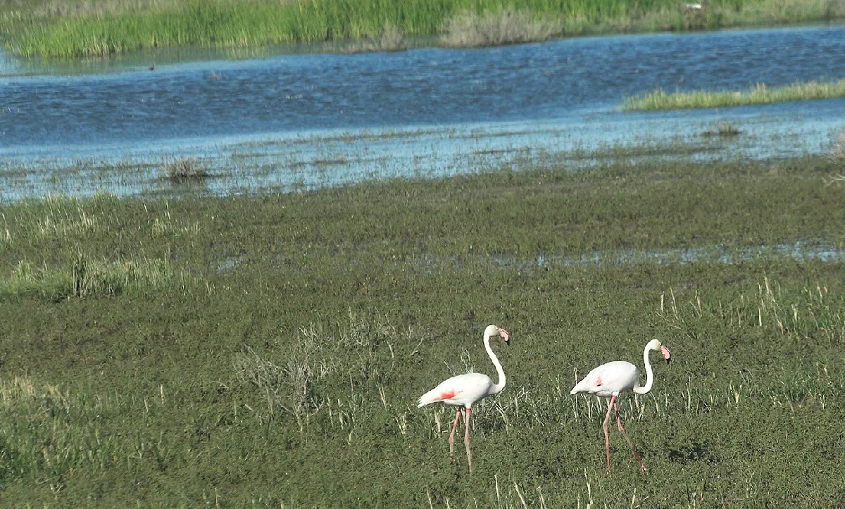 Doñana – der wilde Westen Europas Doñana in Andalusien
