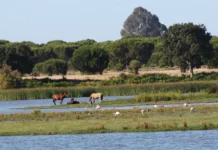 Doñana – der wilde Westen Europas Doñana in Andalusien