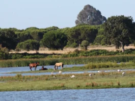 Doñana in Andalusien