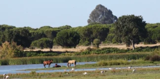 Doñana – der wilde Westen Europas Doñana in Andalusien