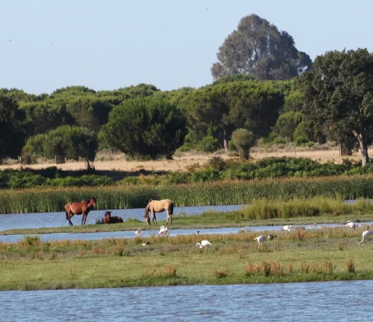 Doñana in Andalusien
