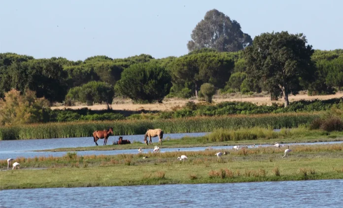 doñana2 Doñana in Andalusien