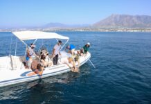 Karettschildkröten in Marbella
