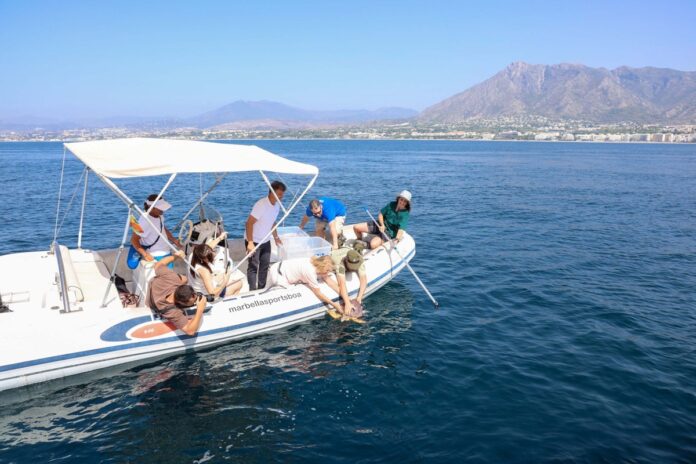 Karettschildkröten in Marbella Karettschildkröten in Marbella