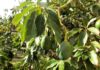 Avocadobäume Axarquía