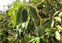 Avocadobäume Axarquía