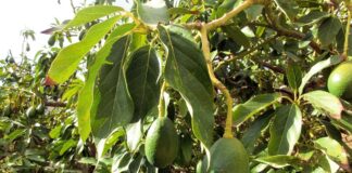 Avocadobäume Axarquía