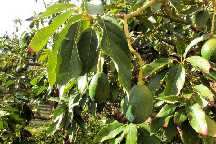 Avocadobäume Axarquía