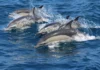Whale Watching in Andalusien: Nachhaltig Wale beobachten
