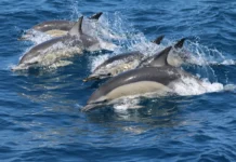 Whale Watching in Andalusien: Nachhaltig Wale beobachten