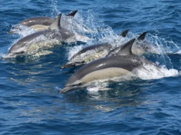 Whale Watching in Andalusien: Nachhaltig Wale beobachten