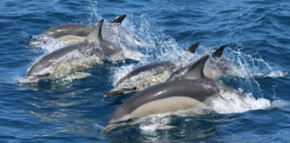 Whale Watching in Andalusien: Nachhaltig Wale beobachten