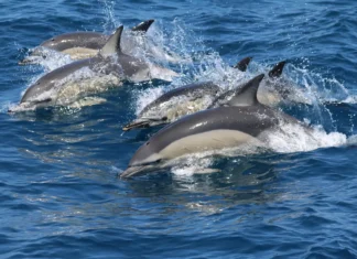 Whale Watching in Andalusien: Nachhaltig Wale beobachten